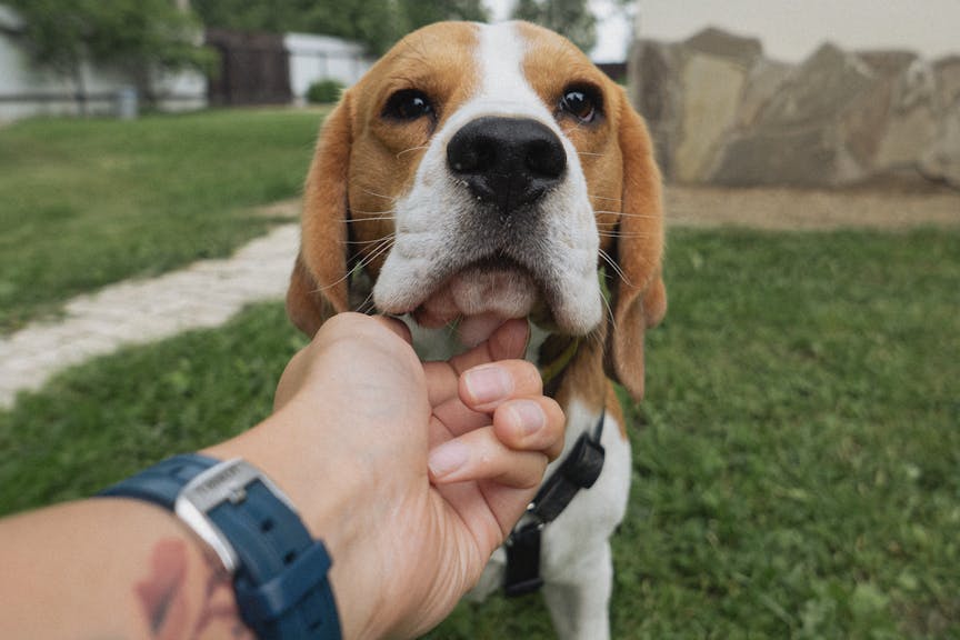 Beagle taking part in a behavioural assessment