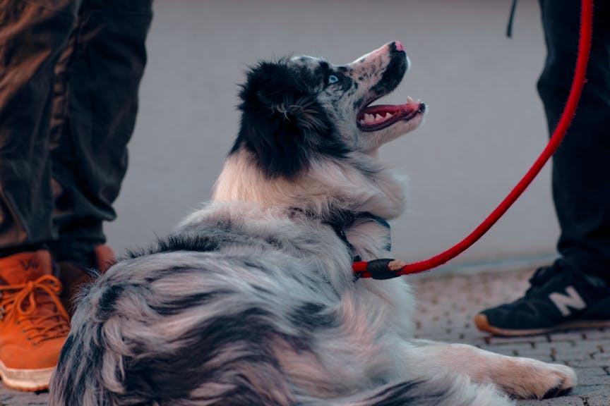 Dog focused on its handler during a training session
