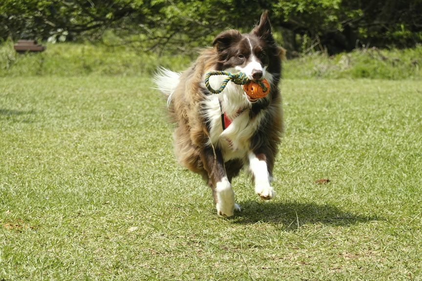 Young dog carrying a toy during early development training
