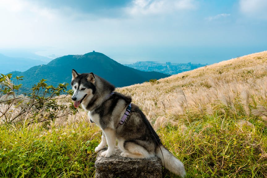 Adolescent dog practising calm behaviour outdoors