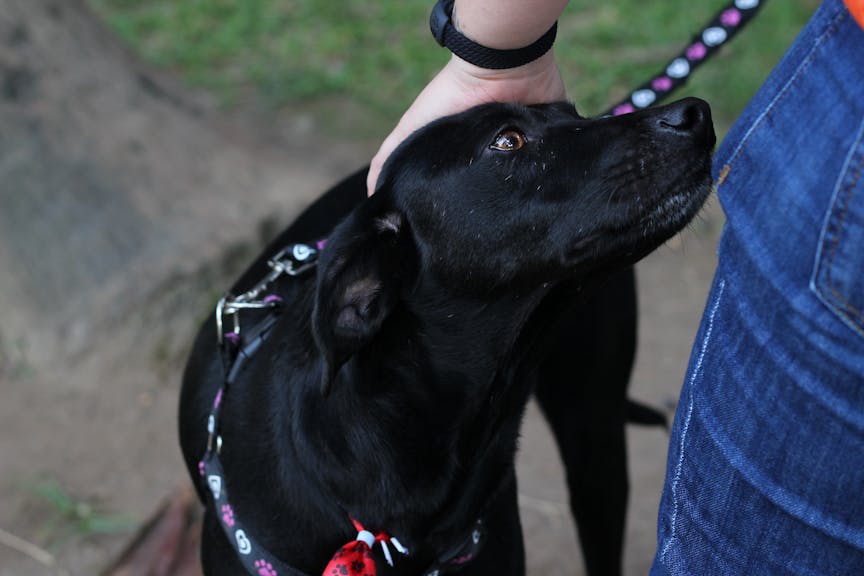 Dog engaging with its owner during a telephone consultation