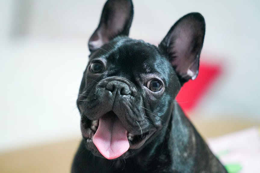 Young puppy beginning its early development training