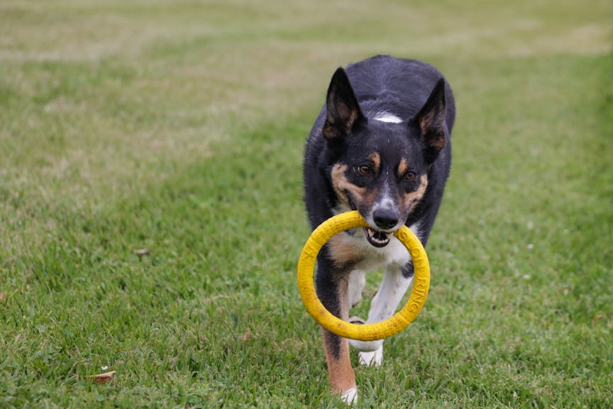 Dog taking part in a behavioural immersion programme