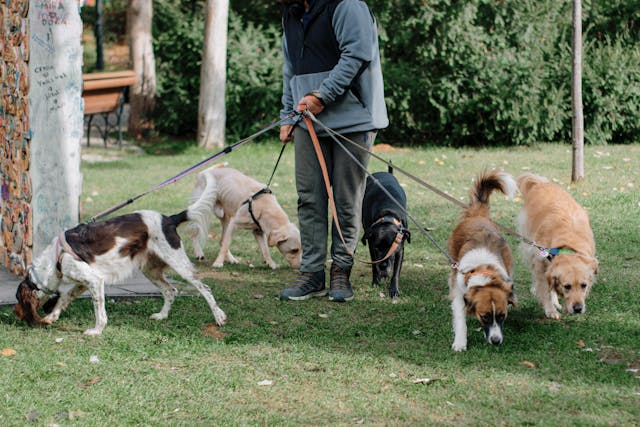 Owner practising structured engagement with their dog
