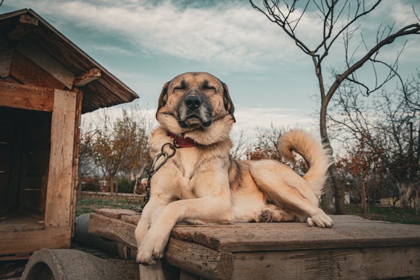 Large dog during specialist behavioural rehabilitation