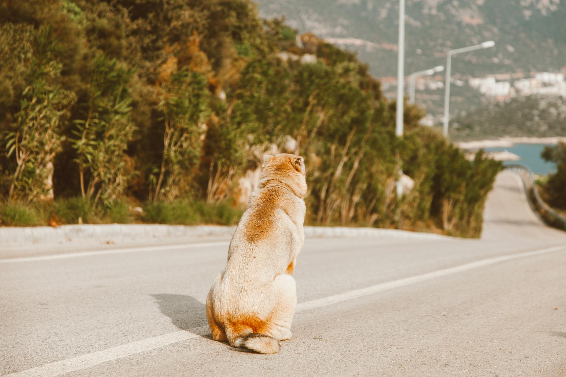 Dog observing wildlife during countryside training