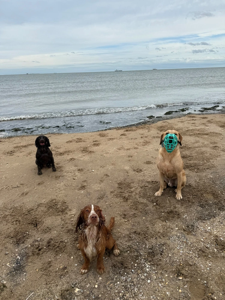 Bailey, in a turquoise muzzle, sitting on a beach with two other dogs