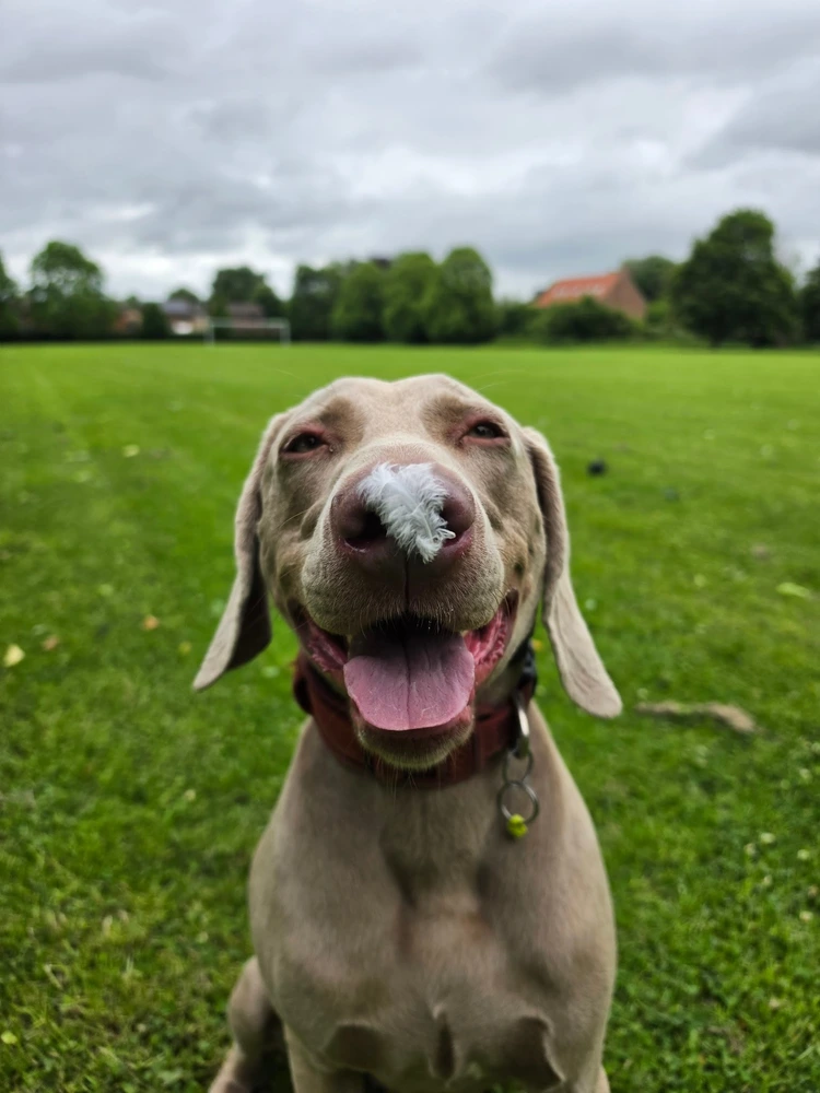 Bailey, Weimaraner