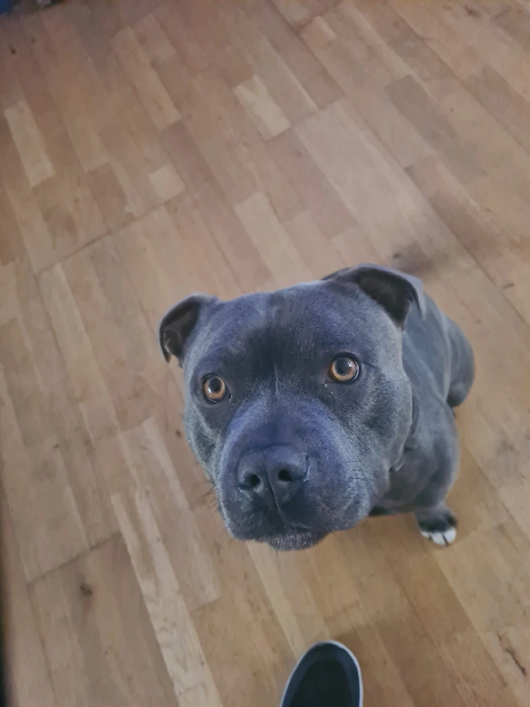 Blu
