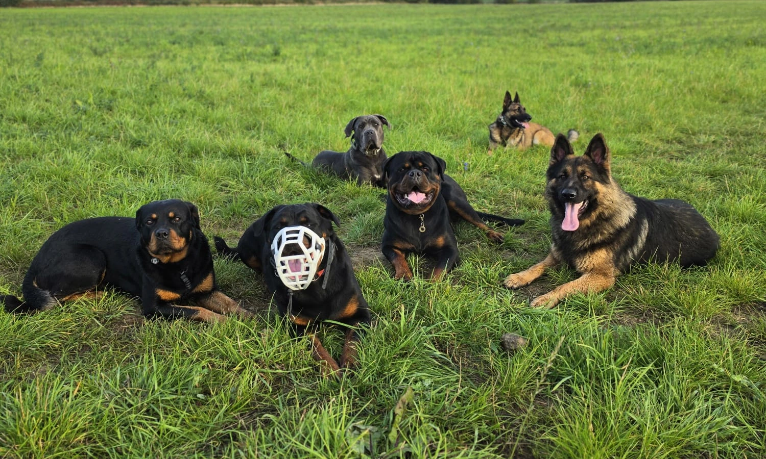 Six dogs resting together in an open field