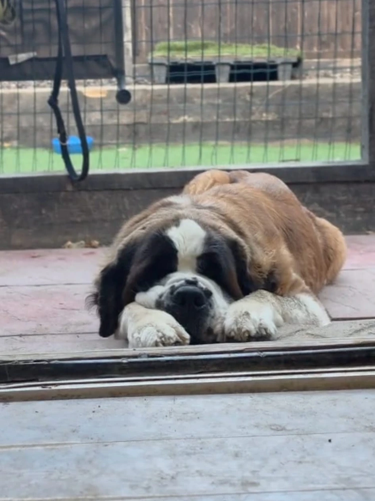 Delilah