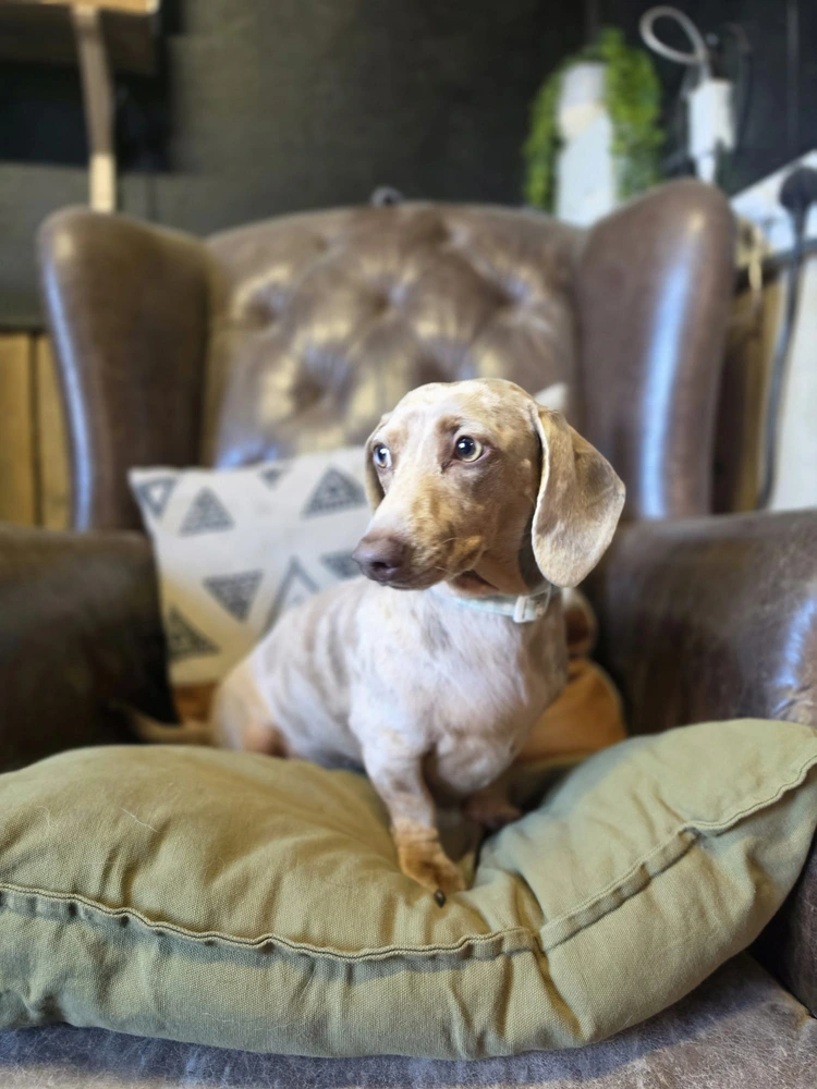 Doris
