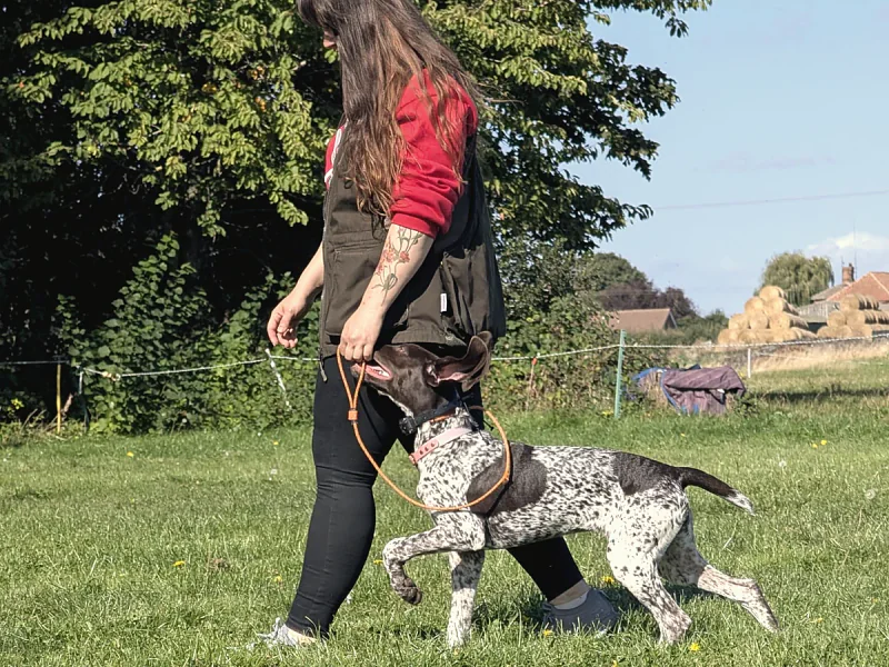 A Canine UK trainer walking a young pointer to heel on a slip lead
