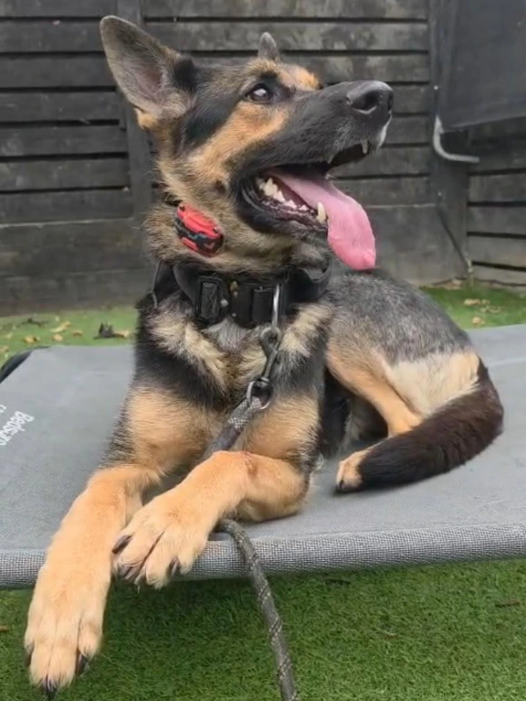 Nala
