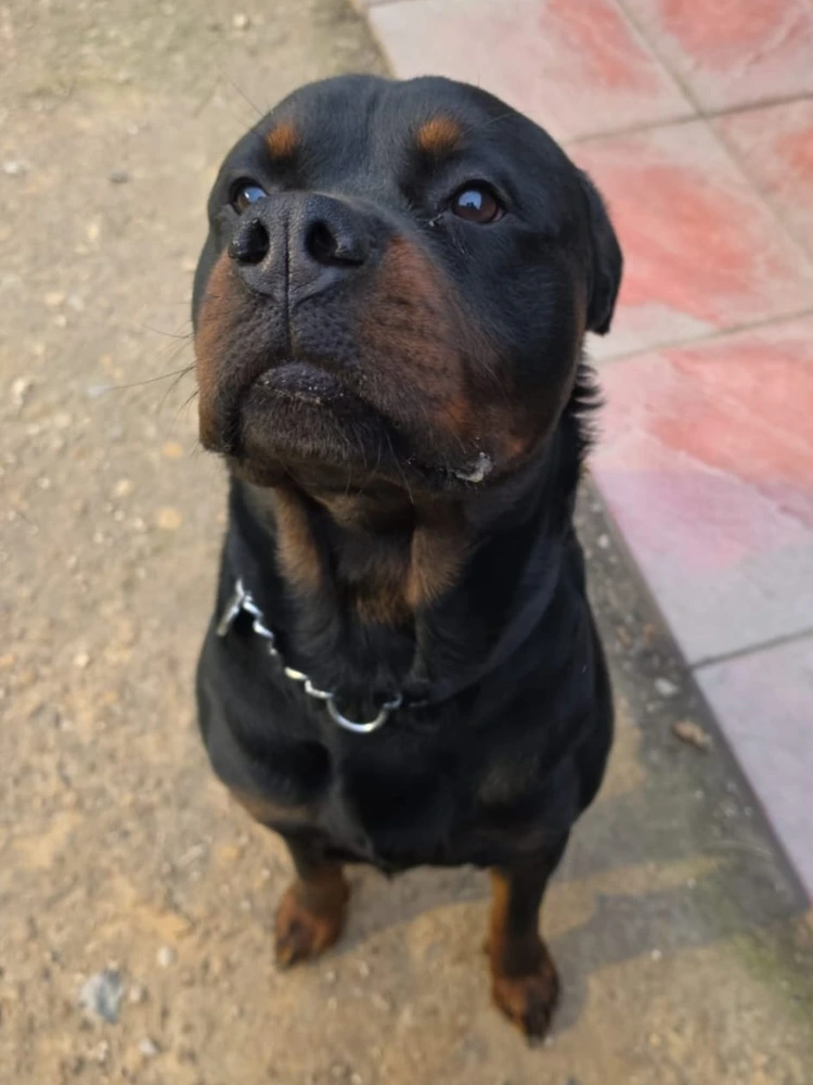 Odin